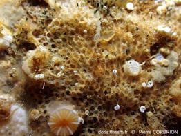 Crassimarginatella_crassimarginata-pico531