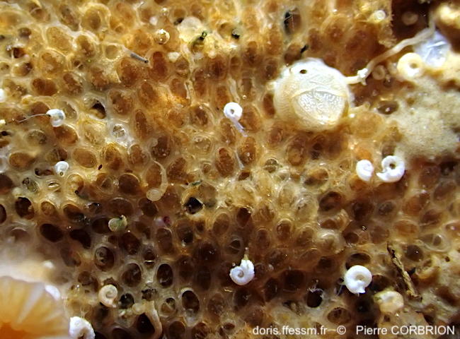 Crassimarginatella_crassimarginata-pico531b