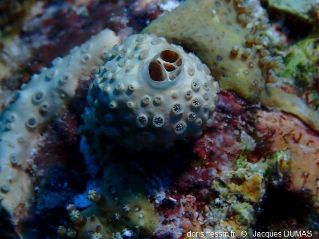 Crella_cyathophora_jd_01