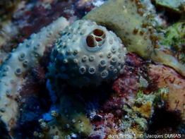 Crella_cyathophora_jd_01