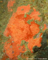 crella_rosea-fran-005