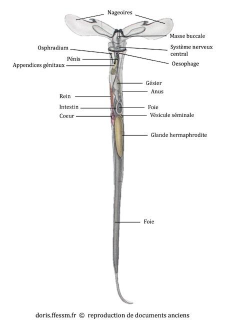 Creseis_acicula-doc-anciens5