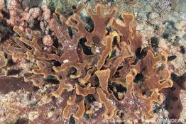 Cribrochalina_vasculum-pagi52