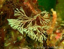 crisia_sigmoidea-fa1c