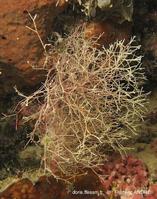 crisia_delicatula-fa089