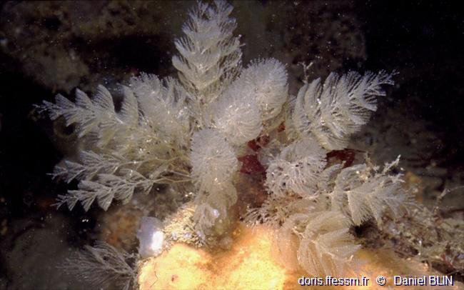 crisularia_plumosa-dabl-01