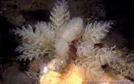 crisularia_plumosa-dabl-01