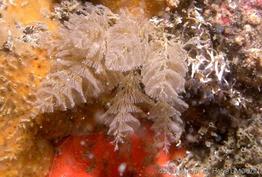 crisularia_plumosa-heli-img_04