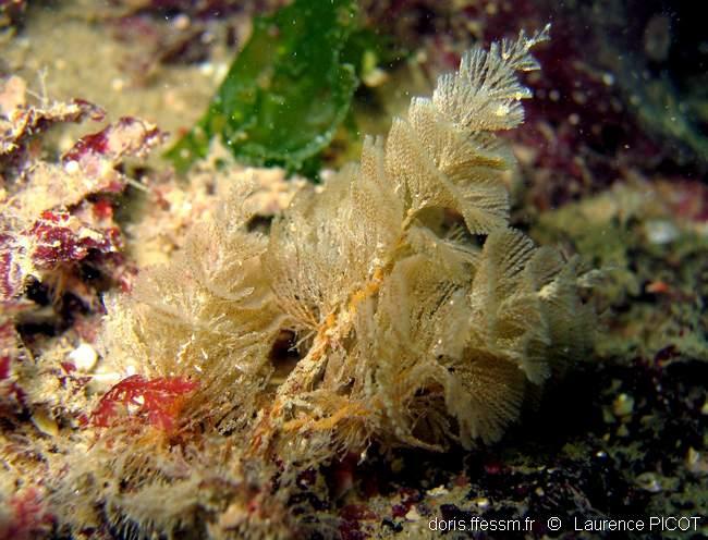 crisularia_plumosa-lapi-img_01