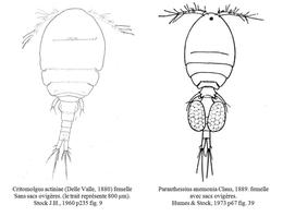 Critomolgus_actiniae Paranthessius_anemoniae_dessins