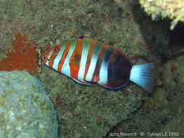 choerodon_fasciatus_slb9