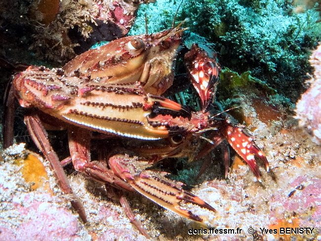 Crabe nageur rouge