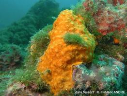 schizomavella_mamillata-fa45