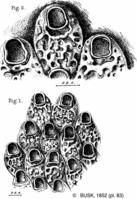 cryptosula_pallasiana-busk1852-pl83