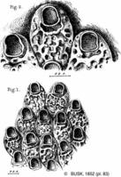 cryptosula_pallasiana-busk1852-pl83