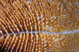 ctenactis_echinata-vl3