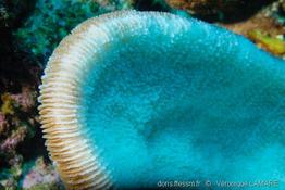 ctenactis_echinata-vl4