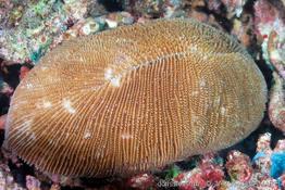 ctenactis_echinata-vl2