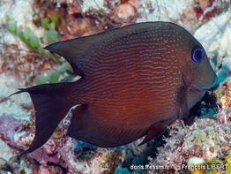 Ctenochaetus_binotatus-frli01
