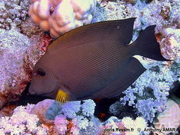 Ctenochaetus_striatus-anam050
