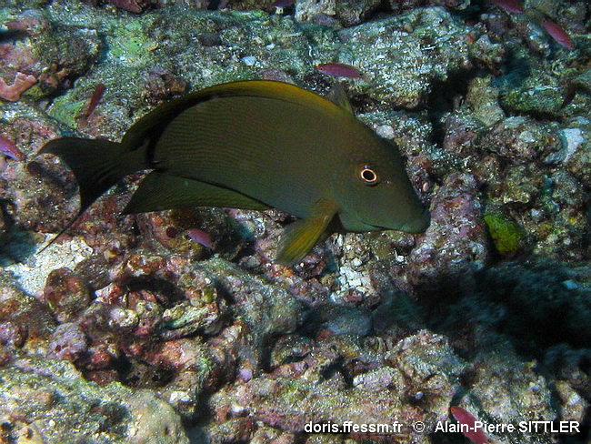 Ctenochaetus_striatus-apsi140