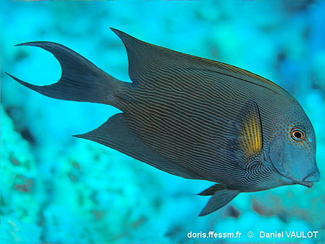 Ctenochaetus_striatus-dava040