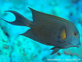 Ctenochaetus_striatus-dava040