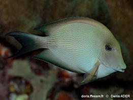 Ctenochaetus_striatus-dead150
