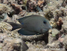 Ctenochaetus_striatus-elmo080
