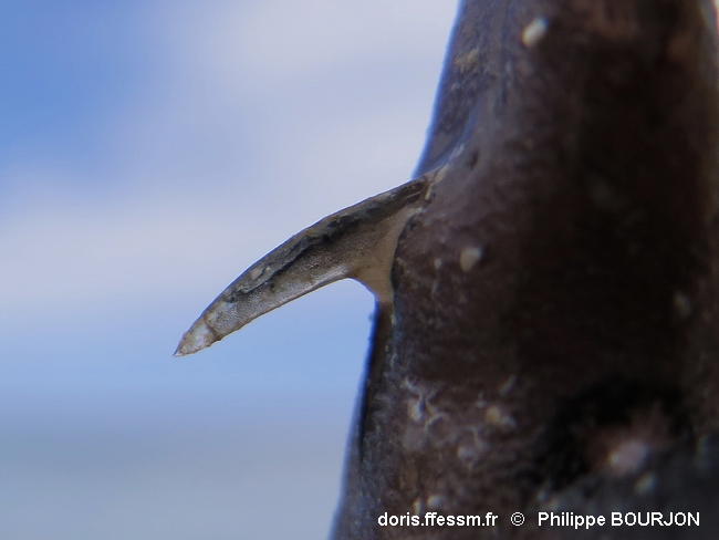 Ctenochaetus_striatus-phbo070