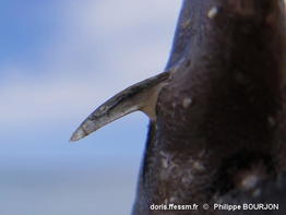 Ctenochaetus_striatus-phbo070