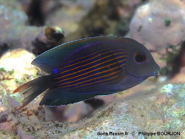 Ctenochaetus_striatus-phbo090