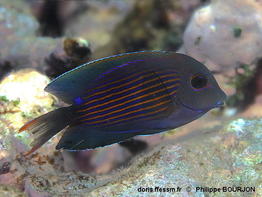 Ctenochaetus_striatus-phbo090