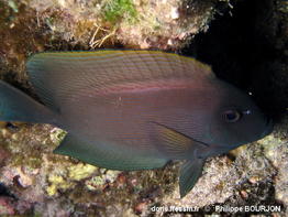 Ctenochaetus_striatus-phbo110