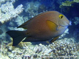 Ctenochaetus_truncatus-010jmsu