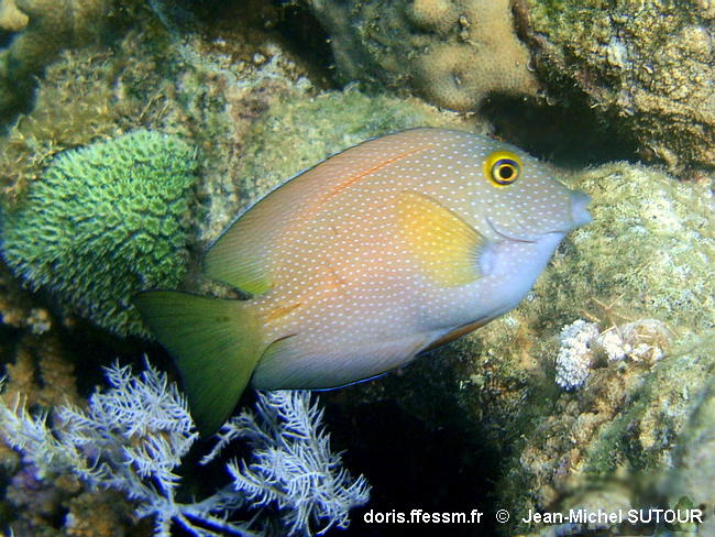 Ctenochaetus_truncatus-020jmsu