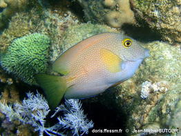 Ctenochaetus_truncatus-020jmsu