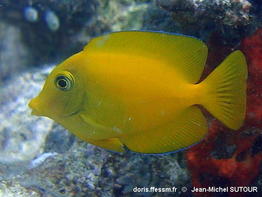 Ctenochaetus_truncatus-050jmsu
