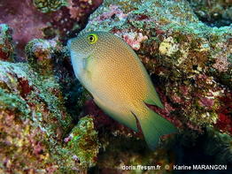 Ctenochaetus_truncatus-070kama