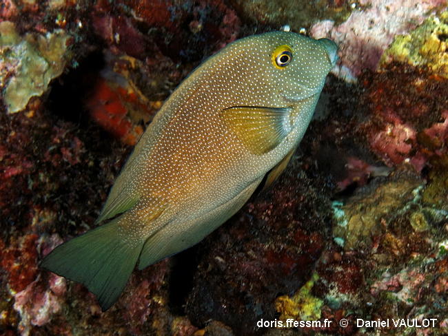 Ctenochaetus_truncatus-080dava