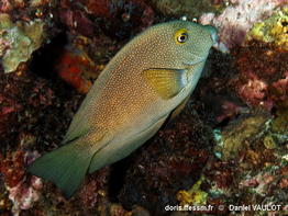 Ctenochaetus_truncatus-080dava