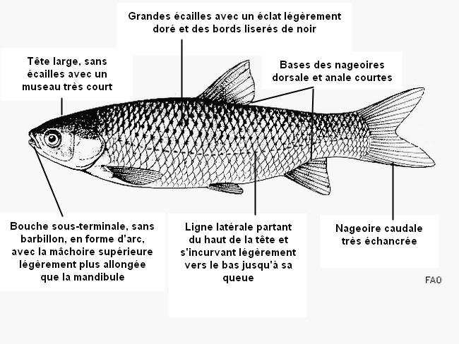 ctenopharyngodon_idella-fao-80