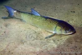 ctenopharyngodon_idella-mva-10