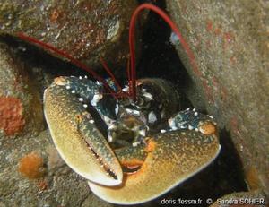 Homarus Gammarus DORIS Homarus Gammarus DORIS