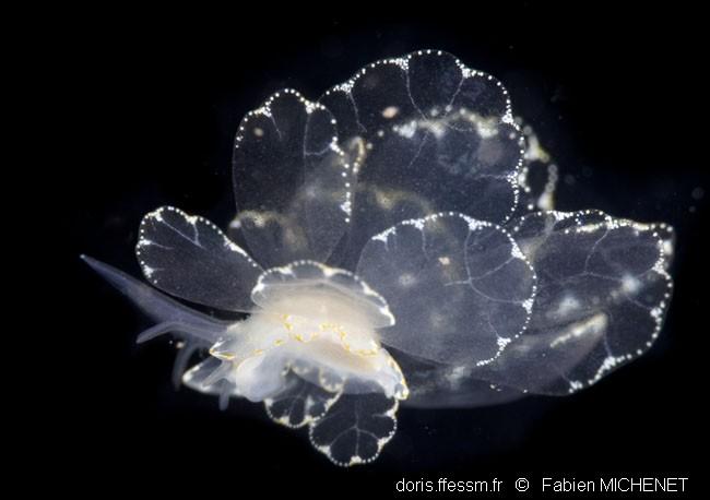 cyerce_elegans-fm0001 cyerce_elegans-fm0001