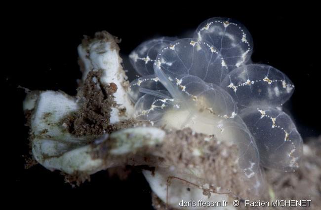 cyerce_elegans-fm0002 cyerce_elegans-fm0002