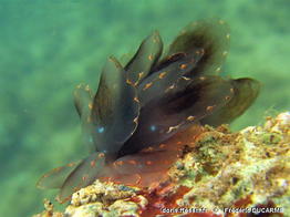 Cyerce_elegans-frdu31236