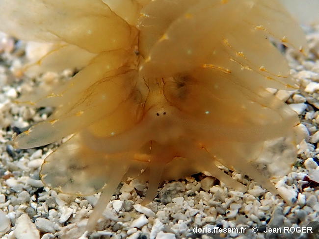 Cyerce_elegans-jero401 Cyerce_elegans-jero401