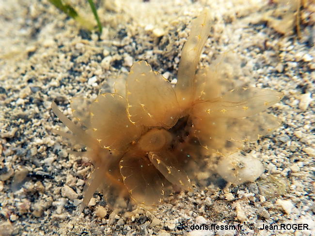 Cyerce_elegans-jero402 Cyerce_elegans-jero402