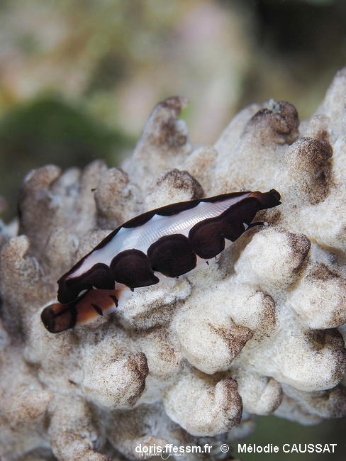 Cyphoma_cassidyae-meca201